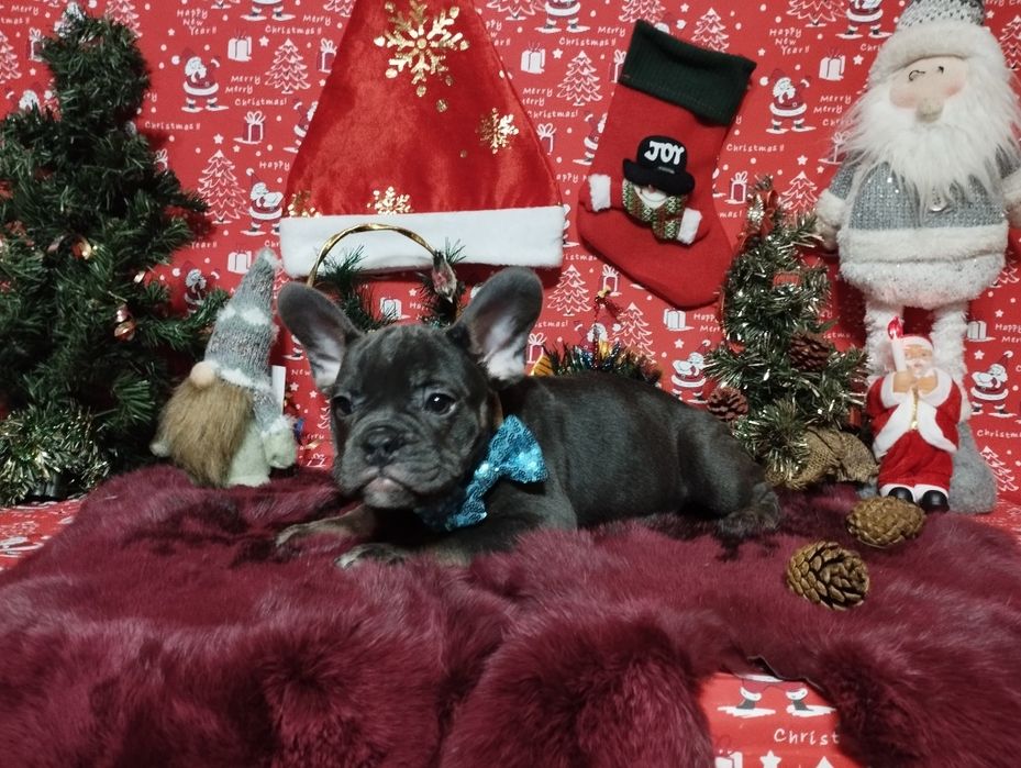 Шикарный парень с пакетом документов. Доставка по Украине и Европе.