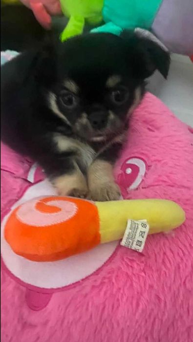 Chihuahua szczeniaki z rodowodem