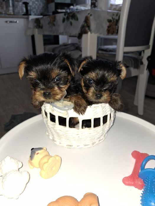 Срочно продам щенков Йорка.