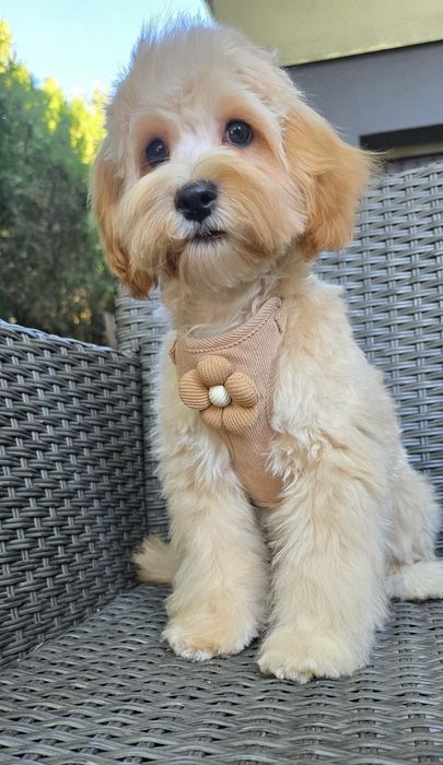 Maltipoo/ chłopczyk