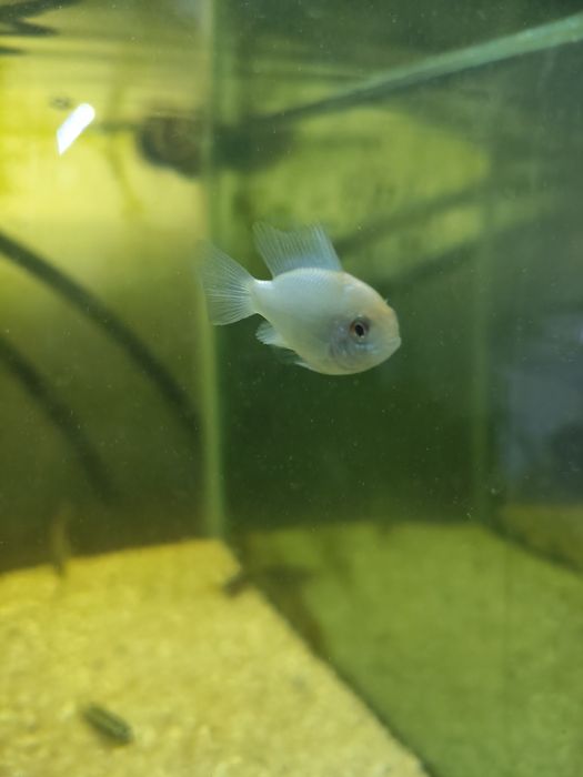 Ramirezi electric blue golden