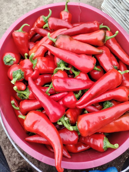 Papryka ostra chili cyklon czerwona