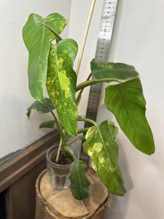 Філодендрон Philodendron  Siam Sunrise