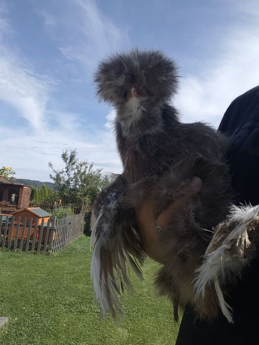 Silka USA jaja lęgowe 10 sztuk