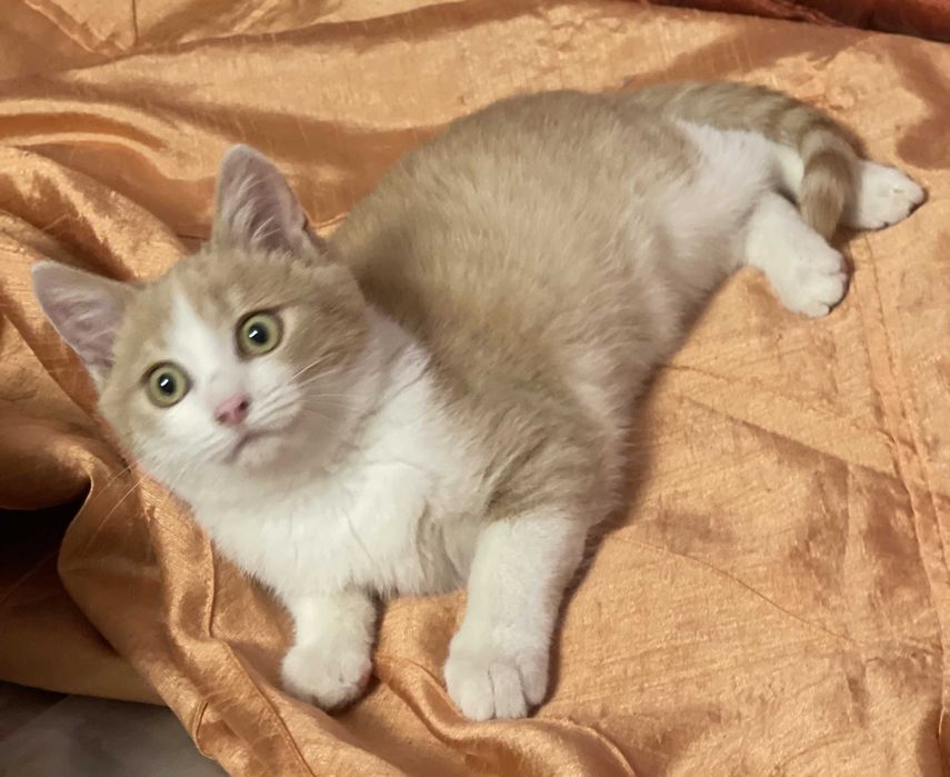 Ласкавий котик, 5 міс.