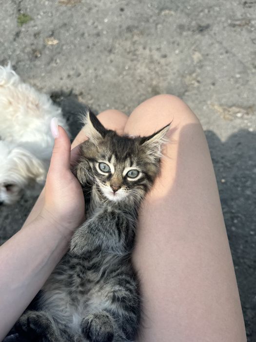 Віддам у добрі та відповідальні руки чарівних кошенят!безкоштовно