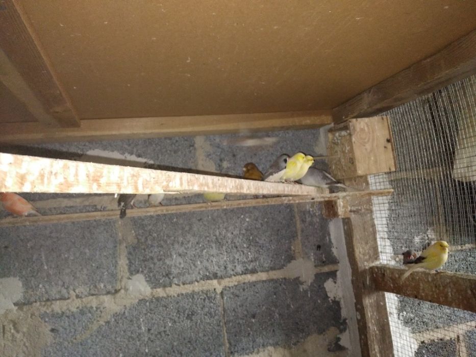 Kanarki kanarek ptaszki