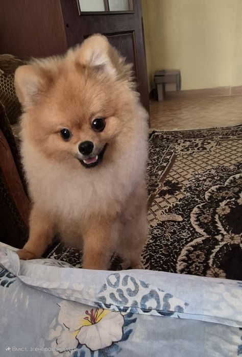 Продаётся щенок шпиц