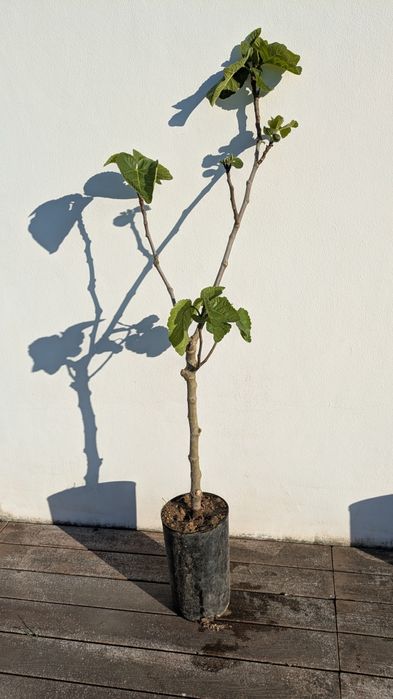 Figueira que produz digo grandes e doces.