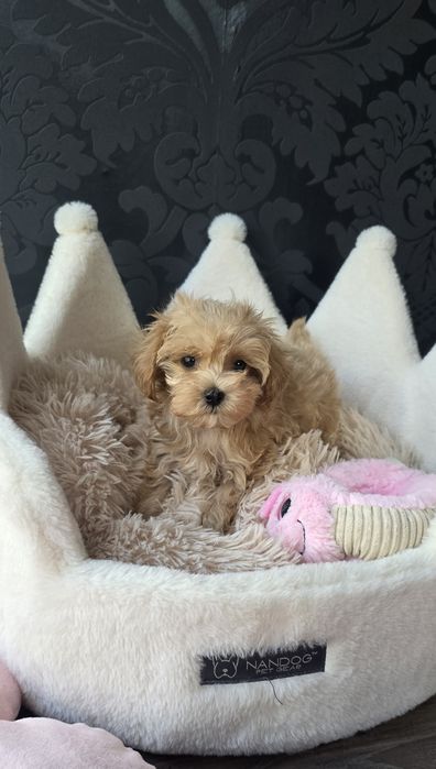 Maltipoo Szczeniaczek Suczka