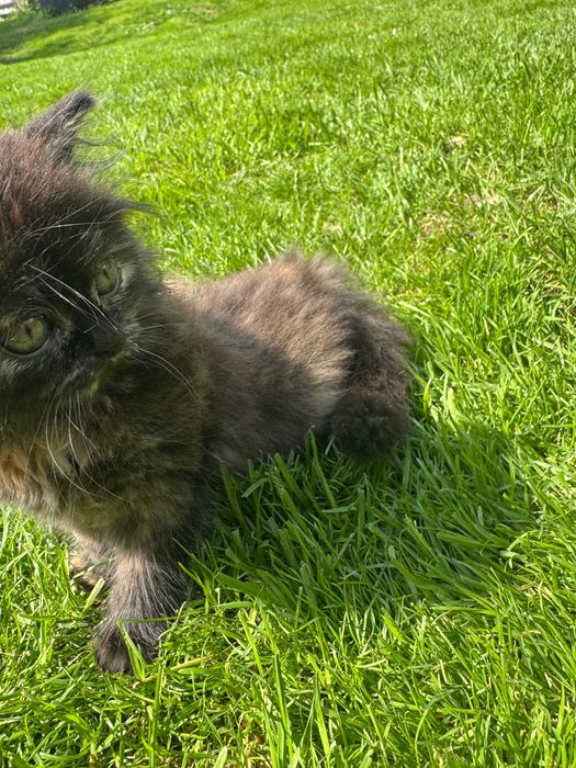 Котики персицикі