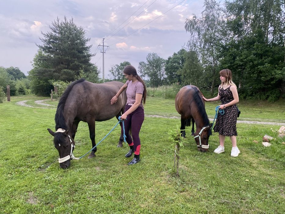 Klacz dla doswoadczonego przyszłościowa do 100cm