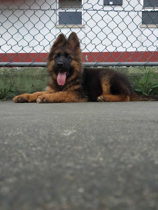 Pastor Alemão  pelo comprido com certificado lop e Afixo