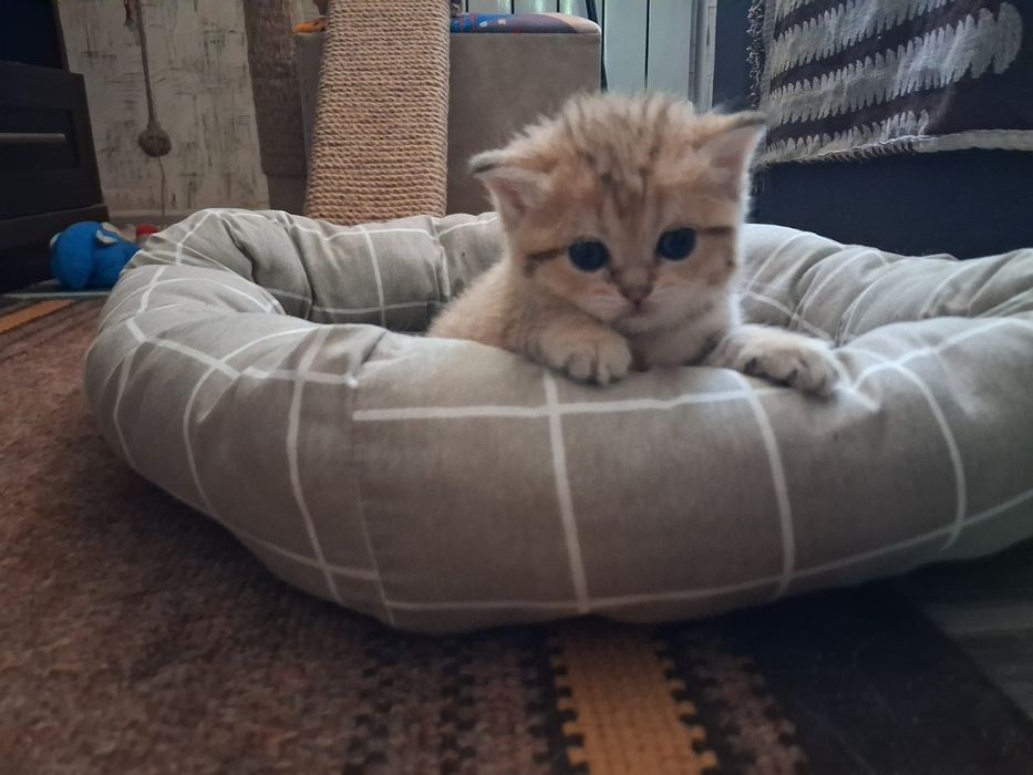 золота шиншила кошеня