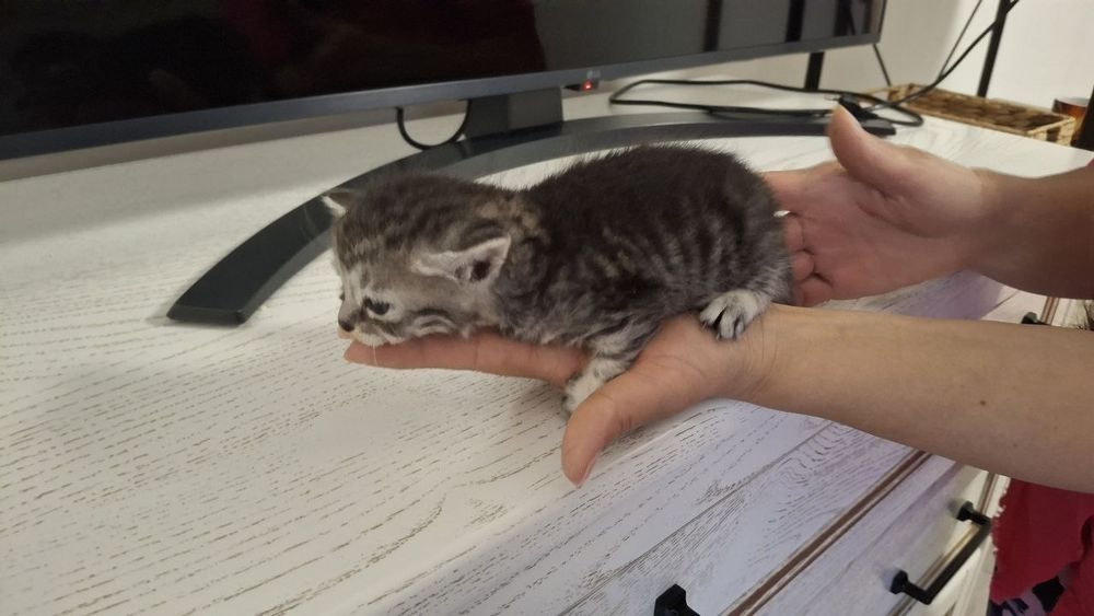 Кошенята,віддам в добрі руки