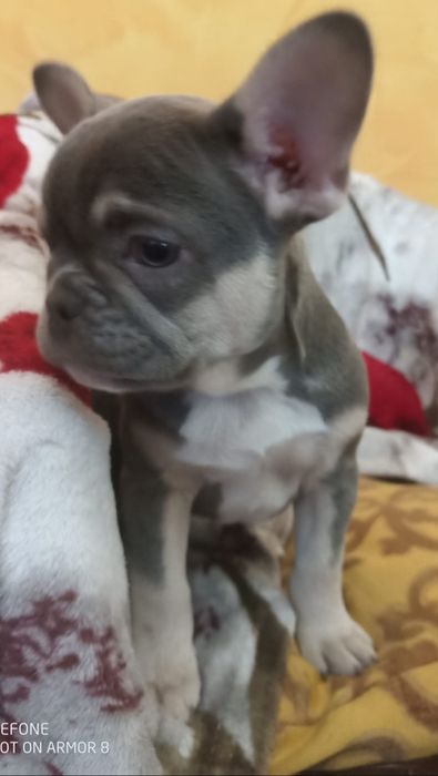 Bulldog francês Bulldog lilac tan. Fémea