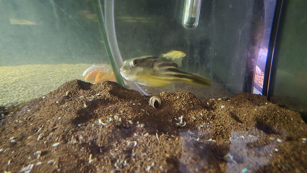 Tetradon fahaka +15cm