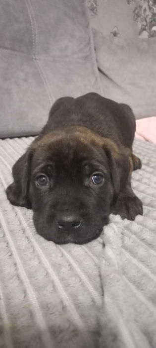 Цуценята Кане корсо