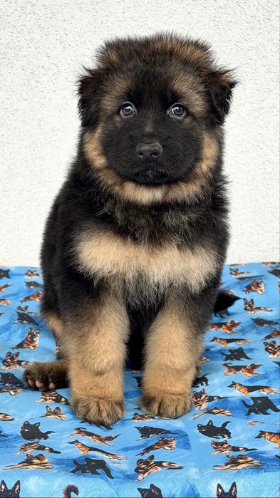 Цуценята німецької вівчарки КСУ