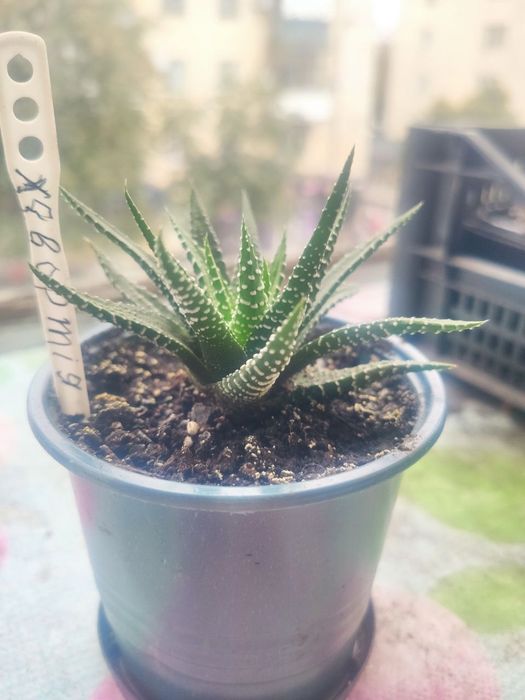 Хавортія молоді рослинки