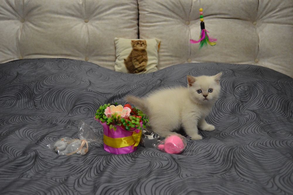 Котики шотландські (скоттиш страйт)