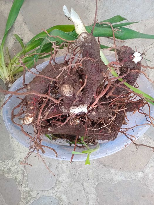 Юка садова бульби