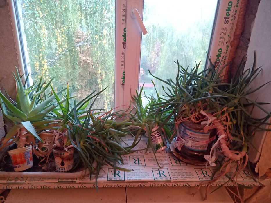 Продам алое, даже багато