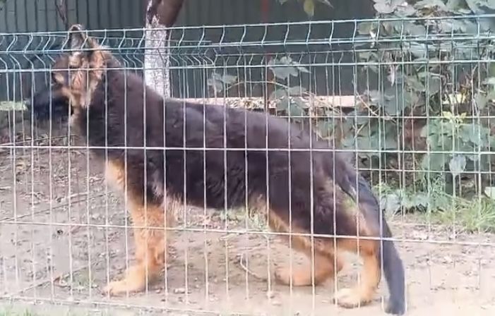 Німецька вівчарка