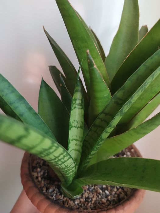 Сансевієрія Габріелла