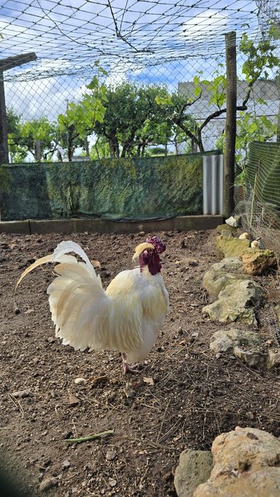 Casal de coquichos