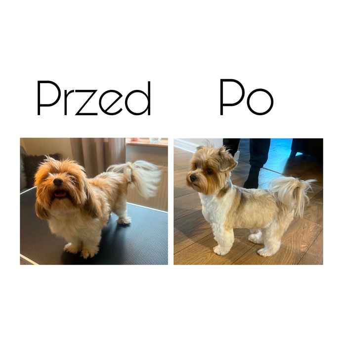 Psi fryzjer / Salon groomerski – pielęgnacja psów | MODELE | Wejherowo