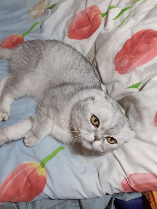 Вязка вислоухий кот