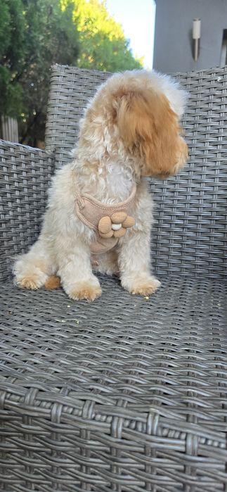 Maltipoo/ chłopczyk