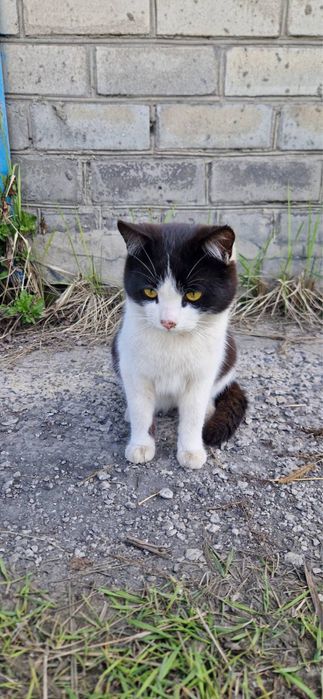 Котик Малишик віддаю в добрі руки