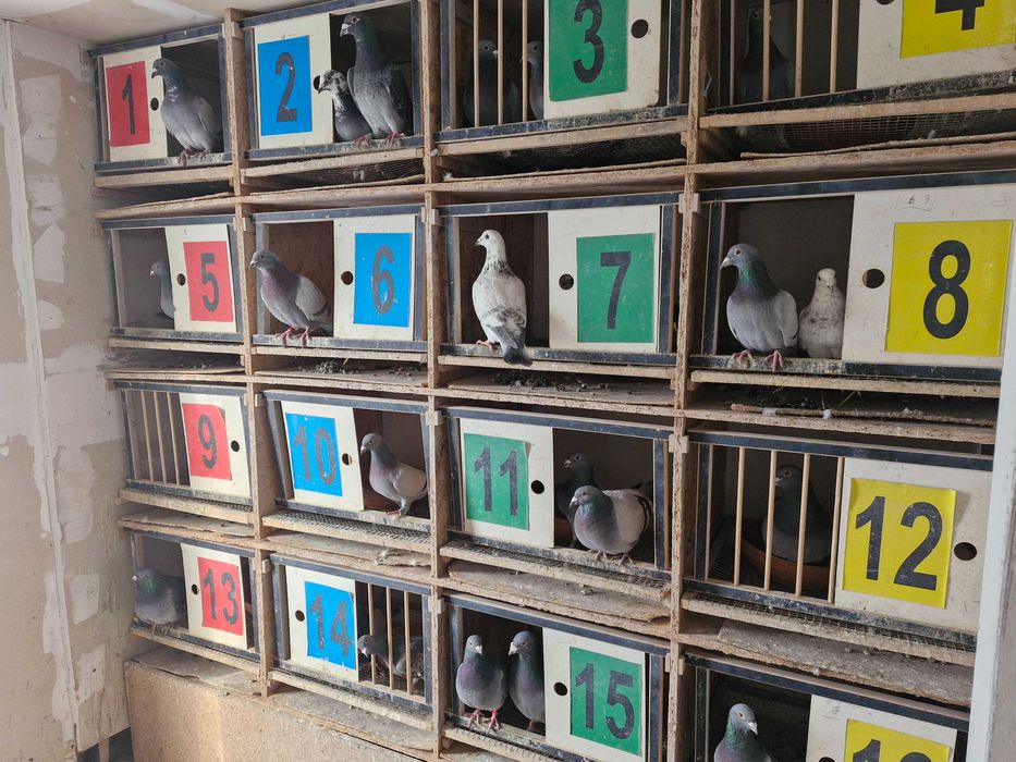 Gołębie pocztowe młode 2026