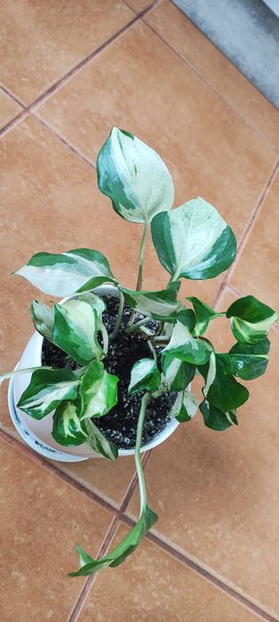 Сцендапсус (епіпремнум) Марбл Епл або Тайський Клон