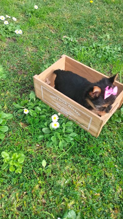 Yorkshire belíssima fêmea