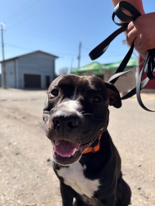 Вʼязка собаки кобель Амстафф