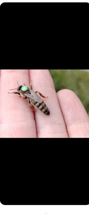 Matki pszczele wysyłka