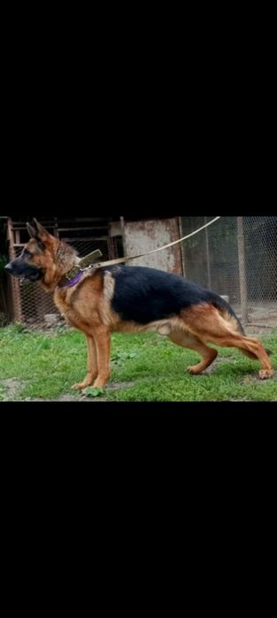 Німецька вівчарка