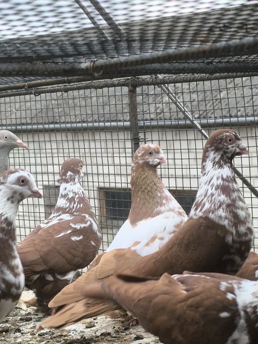 Wiedyn żółty samiec