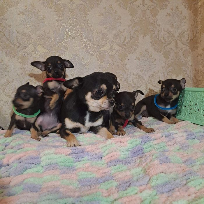 Забавные позитивные малыши ждут свои зе