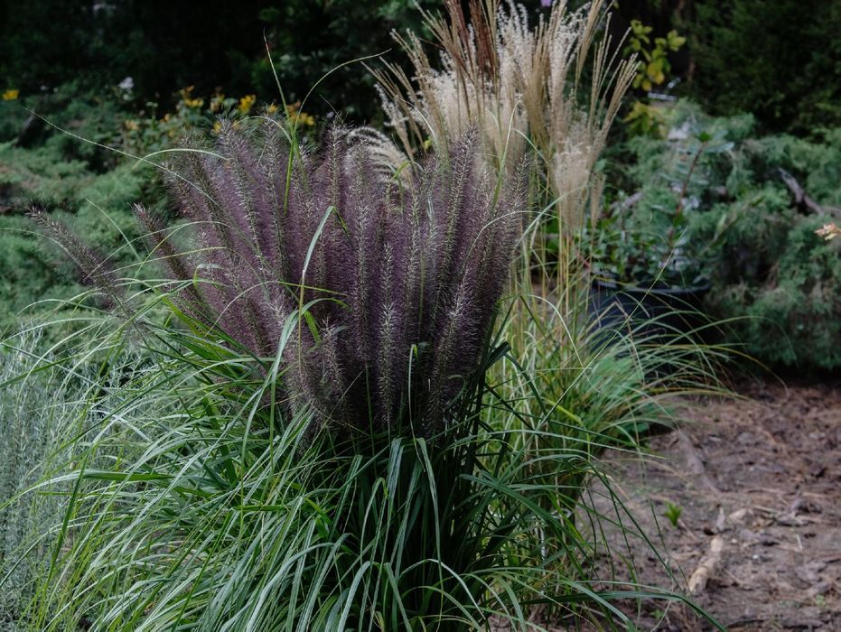 Rozplenica japońska 'Black Beauty' (Pennisetum alopecuroides) 2.5L