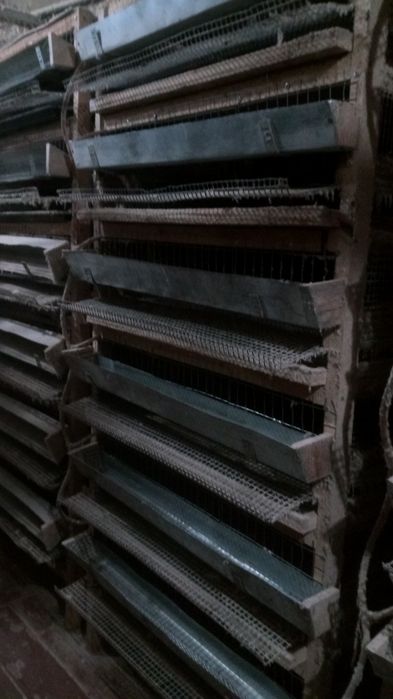 Клітки для розведення перепелів.