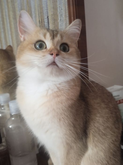 Вязка. Золотой котик.