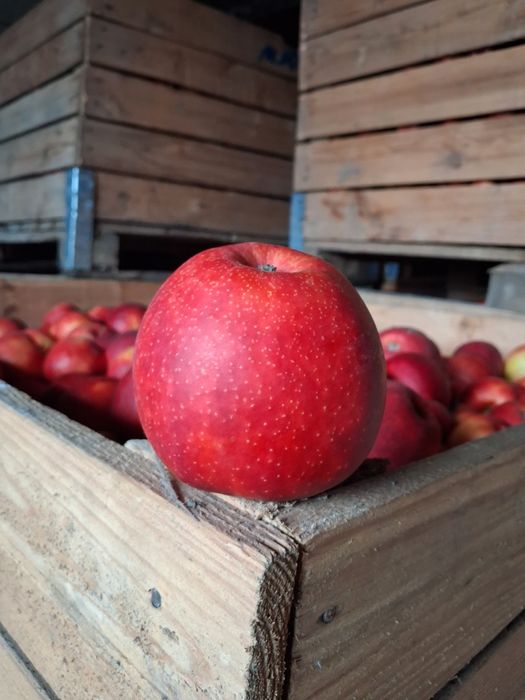 Jabłko Prince 15 skrzyń