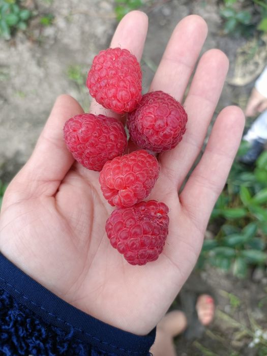 Malina letnia słodka