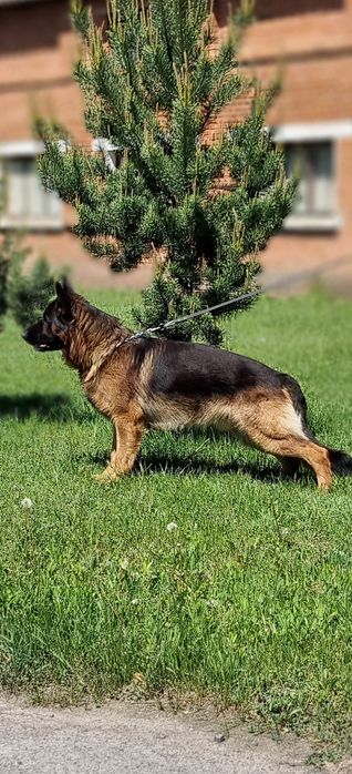 Німецька Вівчарка Вязка