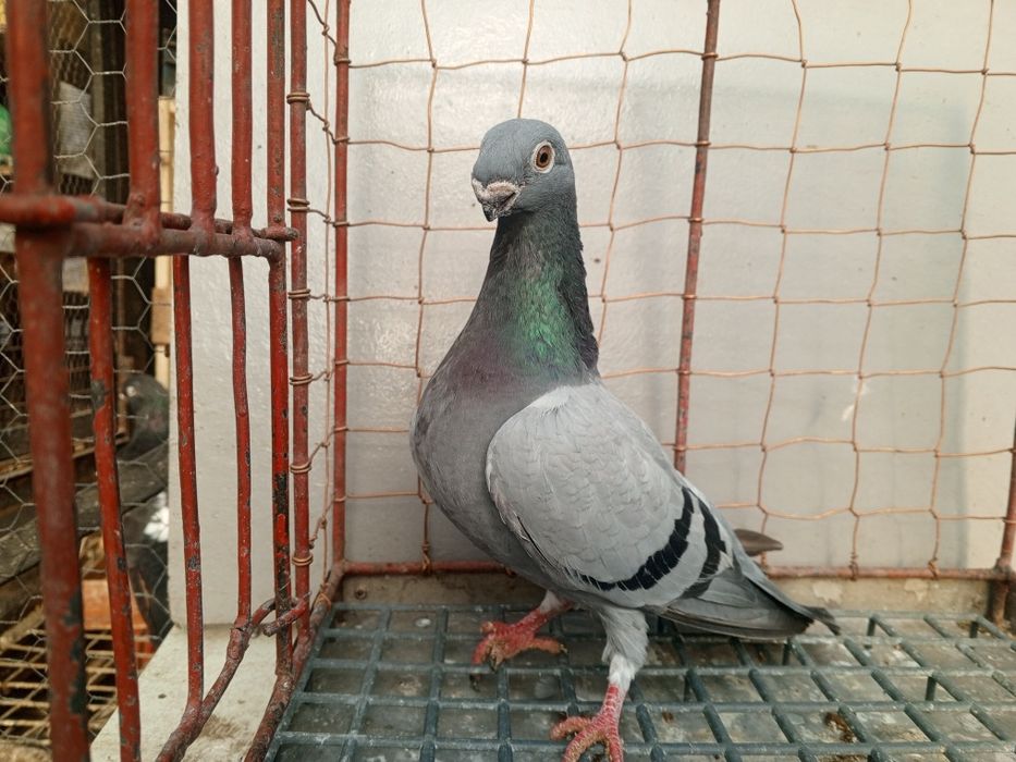 Orlik orliki belgijskie orzełek samica 2024 rok Ptaki gołębie ozdobne