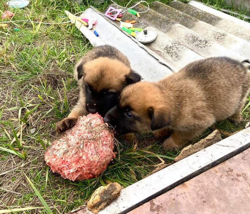 Отдам даром щенков помесь
